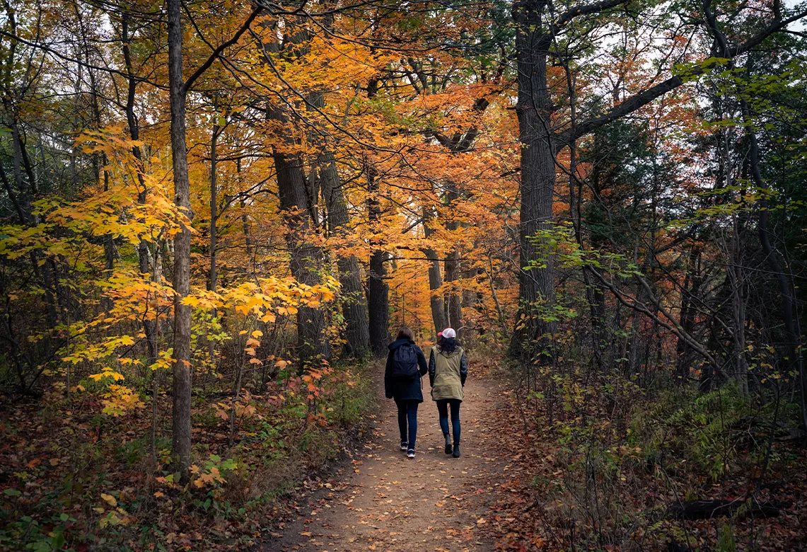 Deux personnes marchent de dos sur un sentier au milieu d’une forêt aux feuilles jaunes et orangées.
