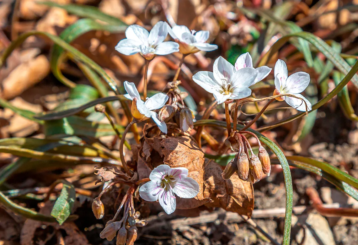 Gros plan sur de petites fleurs sauvages blanches aux lignes roses au milieu de feuilles vertes et de feuilles mortes.