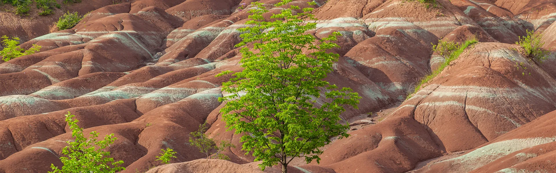 Collines bosselées de terre rouge et marron avec des lignes blanches, et de petits arbres verts au premier plan.