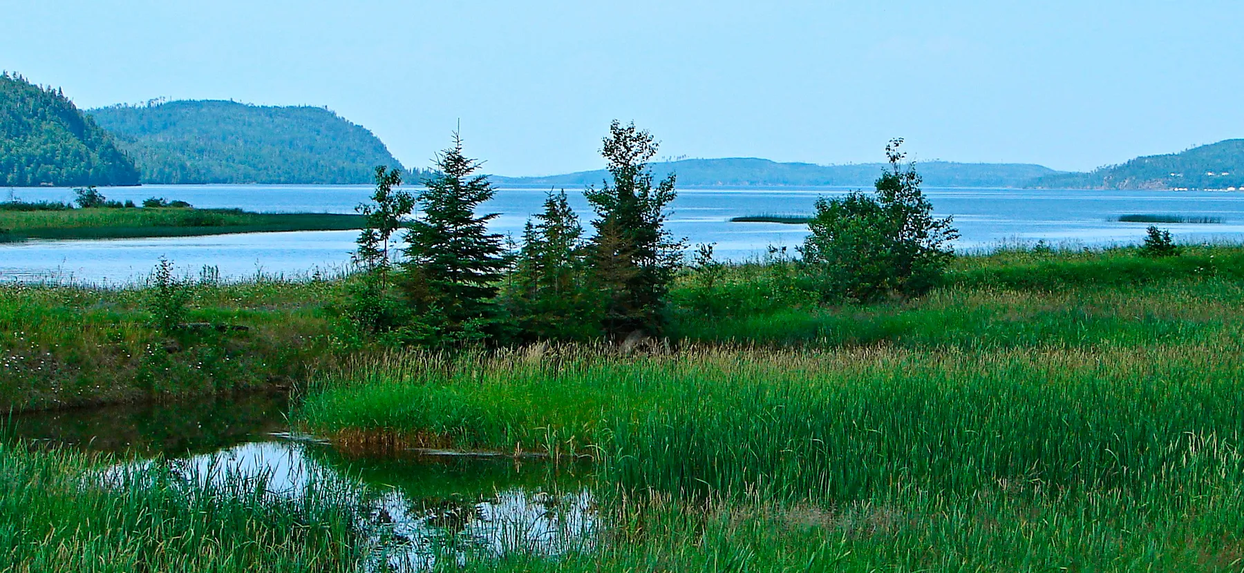 De hautes herbes vertes et de petits sapins au bord de l'eau calme d'un grand lac parsemé d'îles au loin.