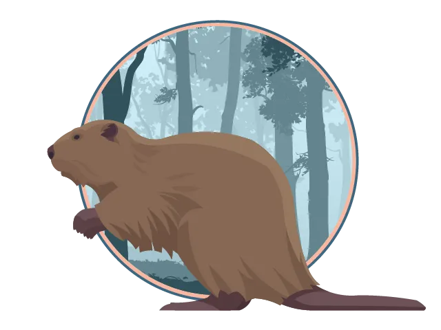 Illustration d'un gros castor.