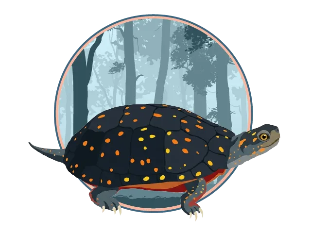 Illustration d’une tortue noire ornée de petits points colorés.
