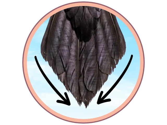 Gros plan sur les plumes de la queue d'un corbeau formant une pointe, avec deux flèches pointant vers le bas.