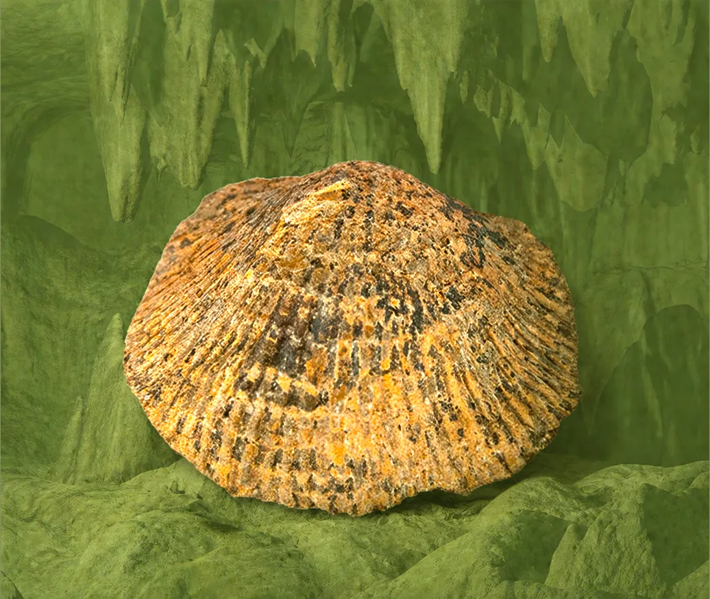 Un gros fossile en forme de coquillage rugueux ou d’éventail.