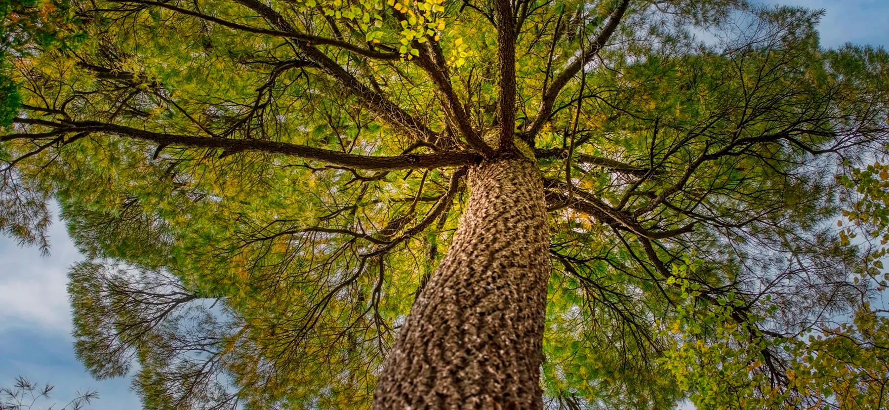 Vue d'en bas d'un très grand arbre au tronc brun dont les branches portent des feuilles vertes et jaunes.