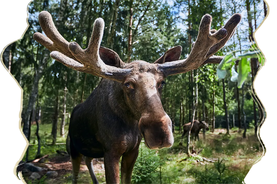 Un grand orignal brun aux bois majestueux se tient debout au milieu des arbres d’une forêt.
