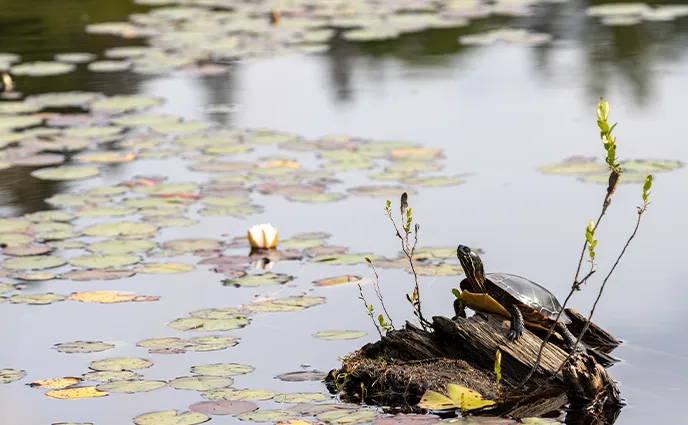Une petite tortue est posée sur une bûche de bois flottant au milieu de grands nénuphars verts.