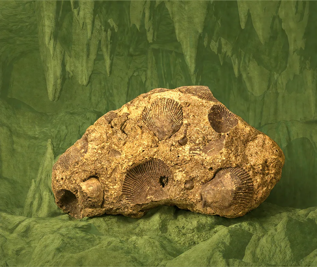 Un gros fossile recouvert d’empreintes de coquillages.