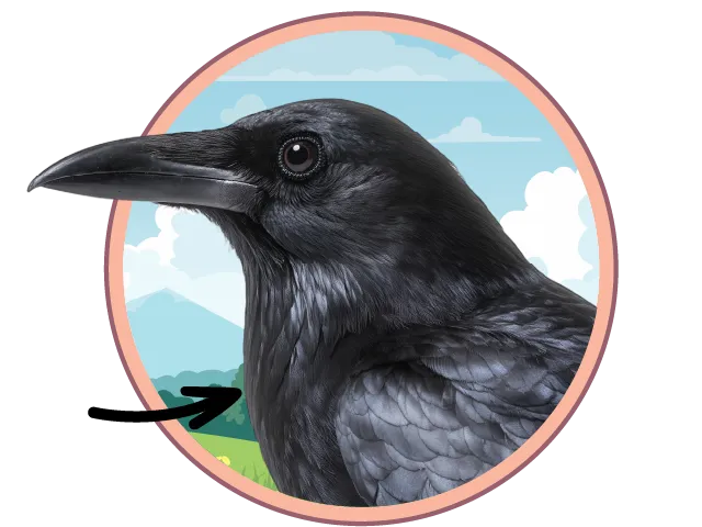 Gros plan d'une corneille noire au bec pointu, avec une flèche pointée vers son cou.